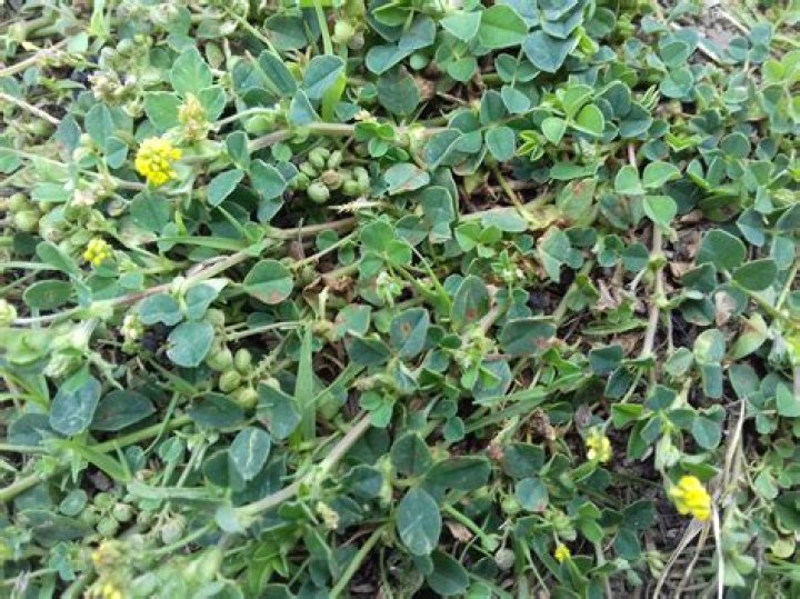 Discovering the Wonders of Alfalfita: Nature's Hidden Gem