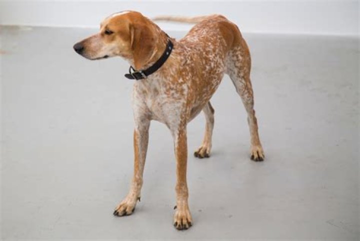 American English Coonhound Temperament: A Comprehensive Guide for Enthusiasts