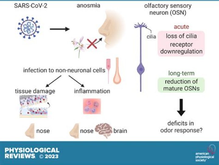 Anosmia Stolte: Understanding the Condition and Its Impact