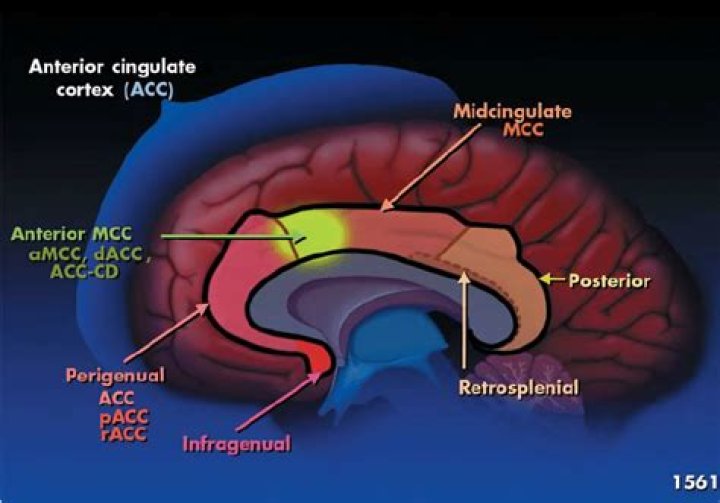 Anatomy and Function of the Anterior Midcingulate Cortex: Understanding Its Role in Emotion and Cognition