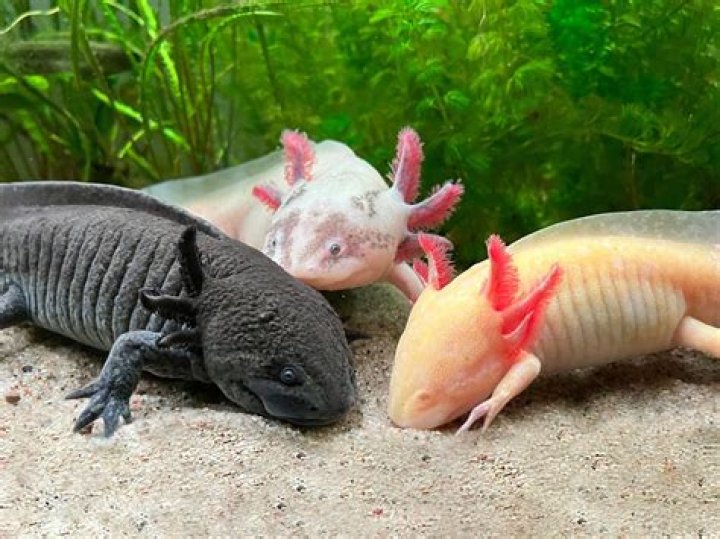 Discovering the Unique World of Axolotl Pets