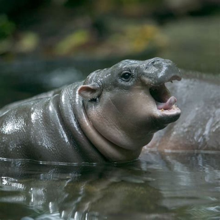 Exploring the World of Baby Hippos: Fascinating Facts and Insights
