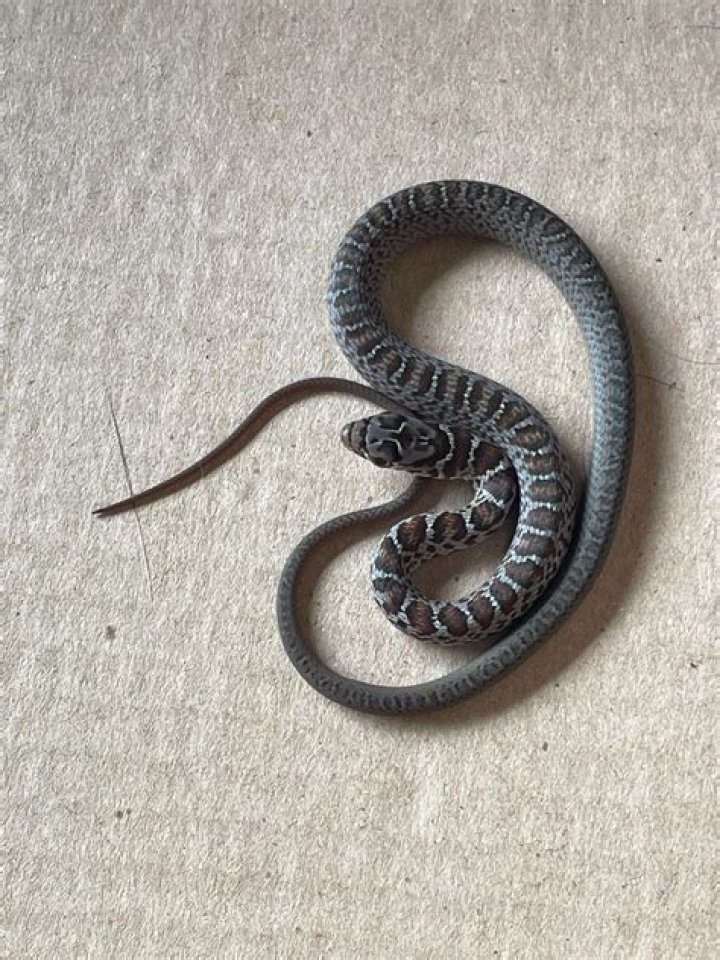 Understanding the Enigmatic Baby Rattlesnake