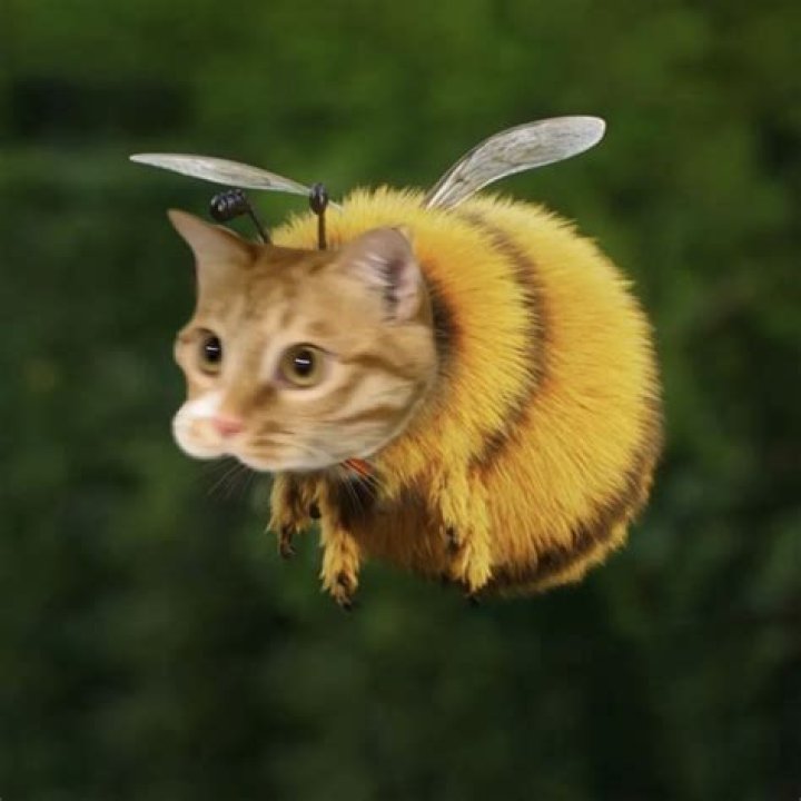 Bee Cat: The Fascinating World of Bee Cats