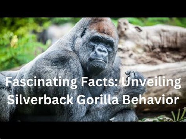 Exploring the Fascinating Behavioral Adaptations of a Gorilla