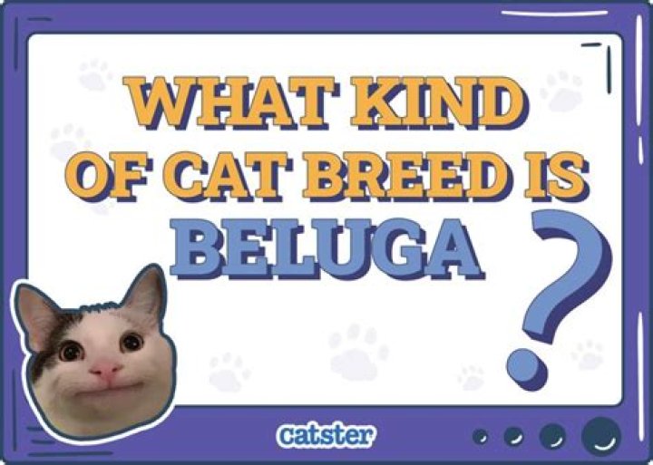 Beluga Cat Visits Ohio: A Unique Feline Adventure