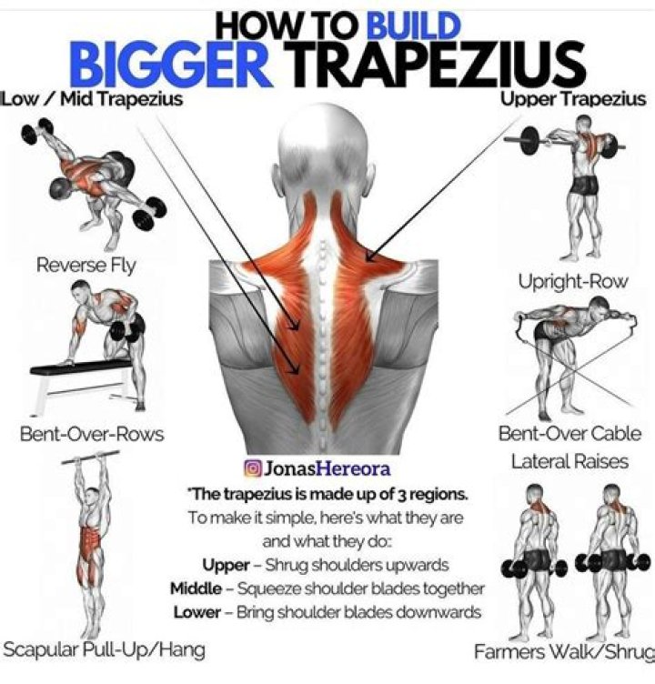 Bigger Trapezius: The Key to a Powerful Upper Body
