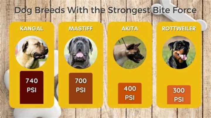 Bite Force Pitbull: Understanding the Strength and Power of This Incredible Breed