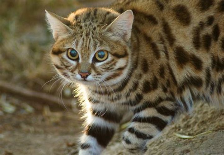 Discover the Fascinating World of Black-Footed Cats in Africa