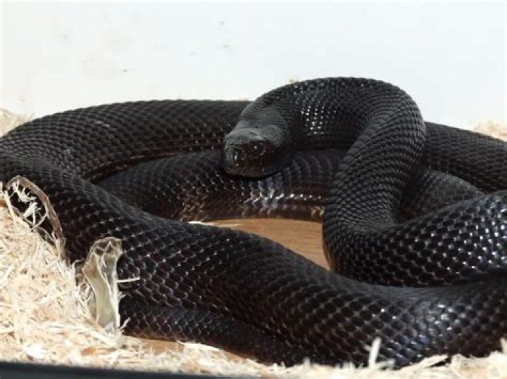 Secrets of the Mysterious Black Python Snake: Myths, Facts, and Conservation