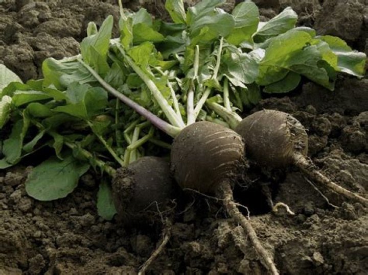 Discover the Amazing Black Radish Benefits for Your Health and Well-being