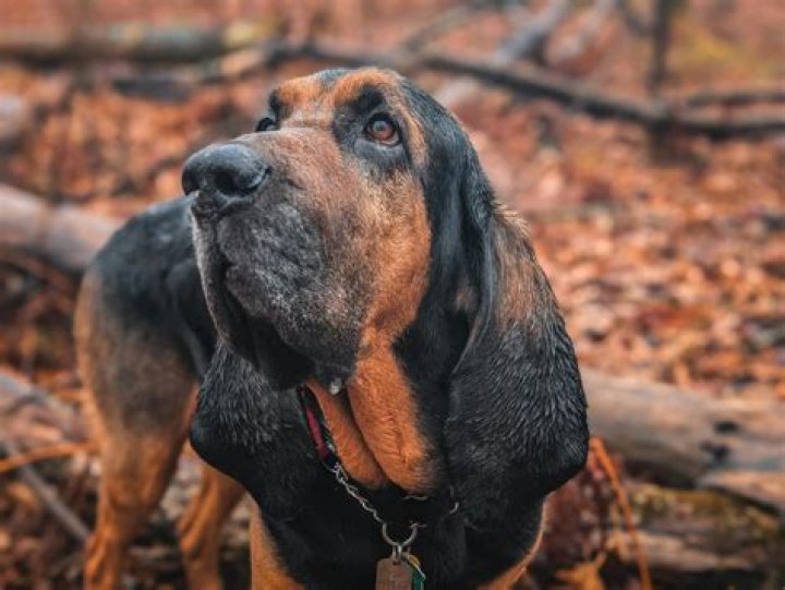 Unraveling the Mystery of Bloodhound Lil Jeff: Age and More