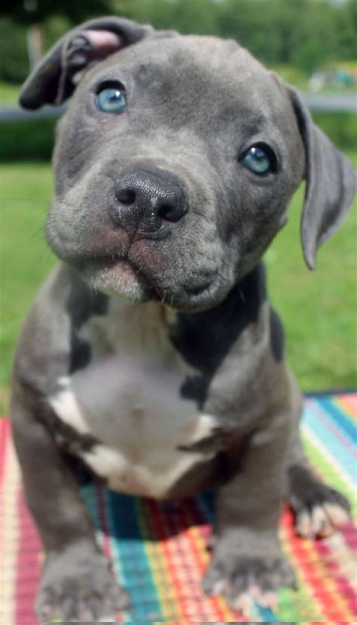Discover the Allure of Blue Nose Pitbull Puppies