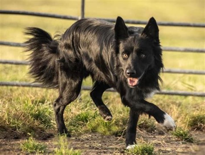 Border Collie Character: A Comprehensive Guide to Understanding Their Traits
