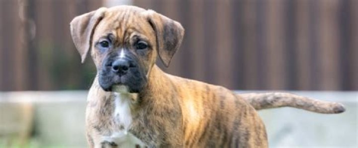 Understanding Boxer Hybrid Dogs: The Perfect Blend of Breeds