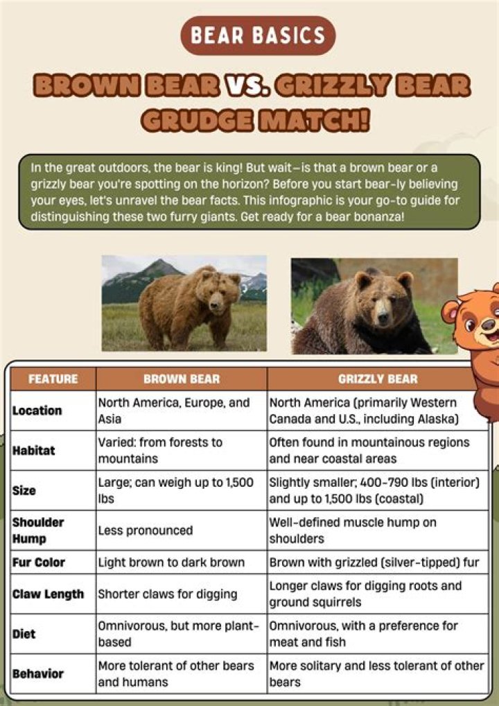 Brown Bear Versus Grizzly: Unveiling the Key Differences and Similarities