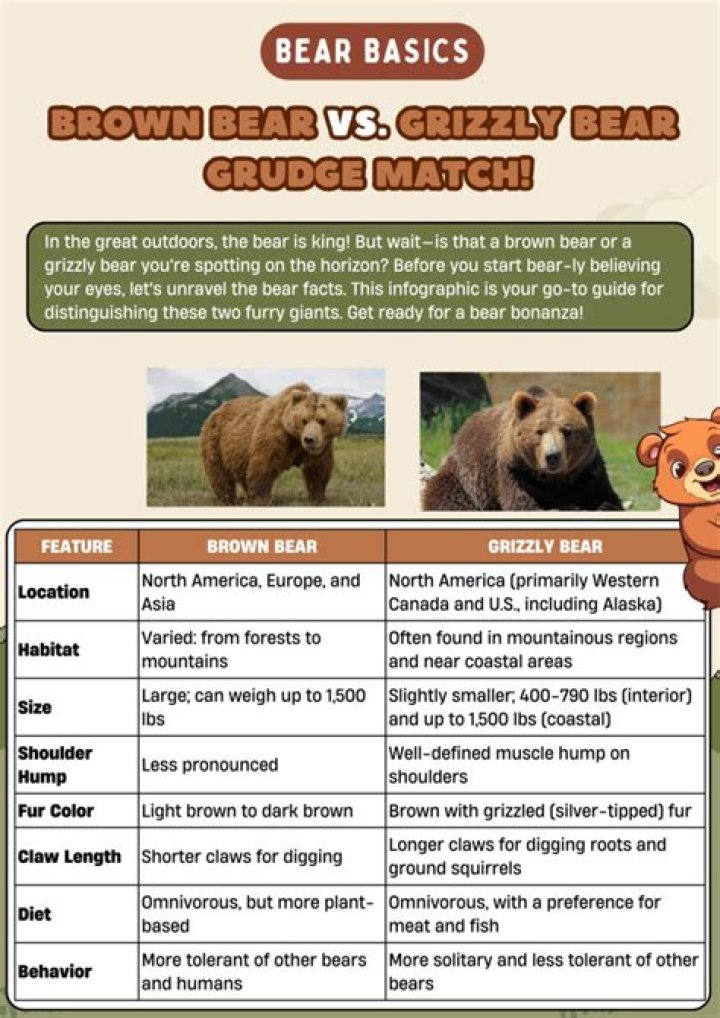 Brown Bear vs Grizzly Bear Difference: A Comprehensive Guide