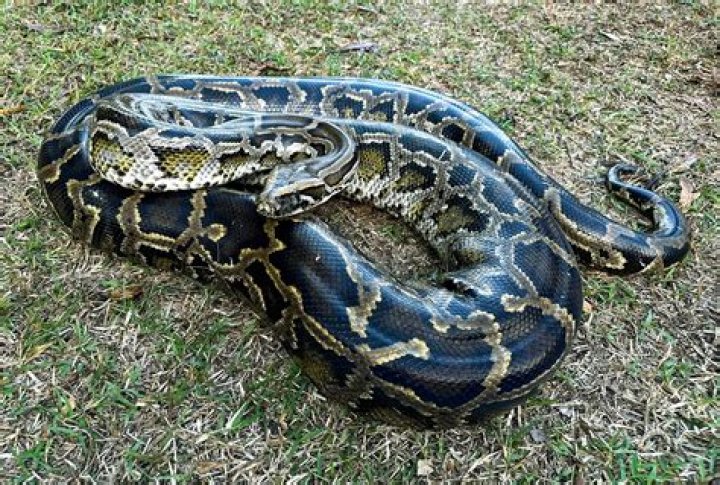 Burmese Python: Originally From the Heart of Southeast Asia