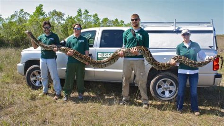 Burmese Python Size: Understanding the Magnitude of This Majestic Serpent