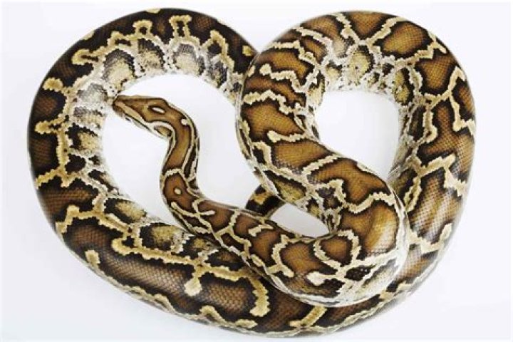 Burmese Python: The Enigmatic Giant of the Serpent World