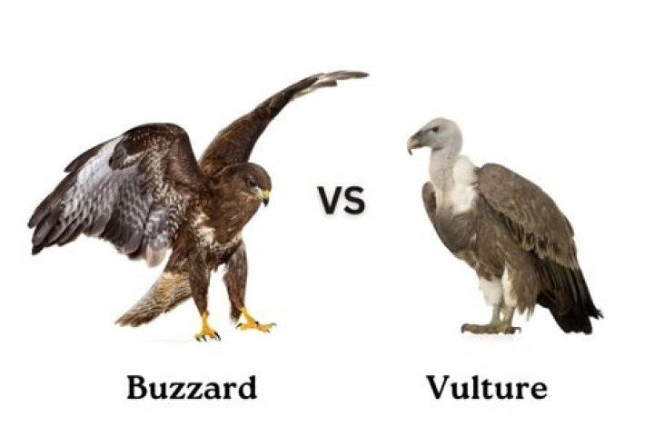 Buzzard vs Vulture: Understanding the Key Differences