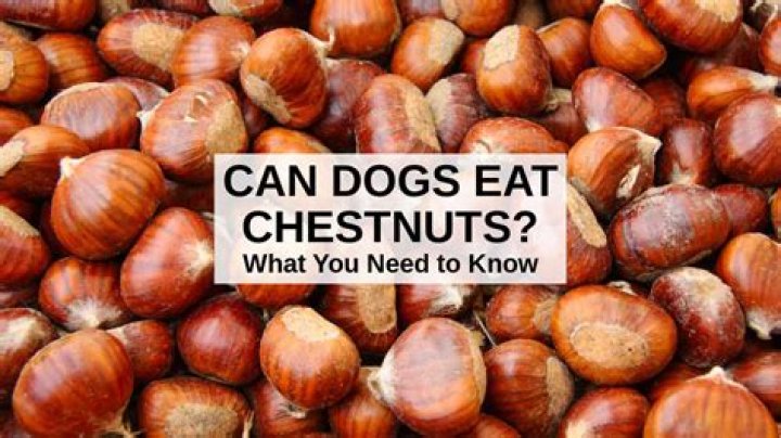 Can Dogs Eat Chestnuts? A Comprehensive Guide