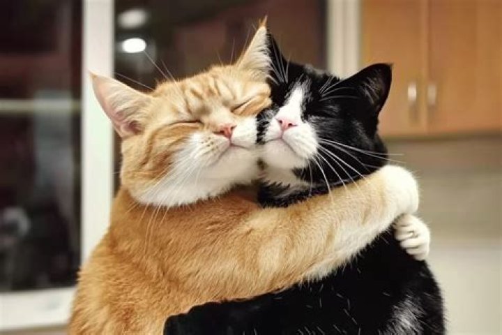 Understanding the Heartwarming Phenomenon of Cat Hugging Cats