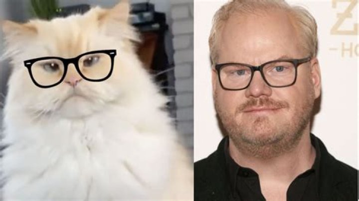Cuddly Comedians: Cats That Look Like Jim Gaffigan