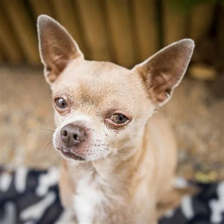Exploring the Fascinating World of Chihuahua Hybrid Breeds