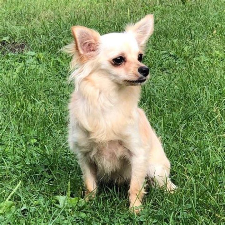 Finding Love: The Journey of Chihuahua Rescue