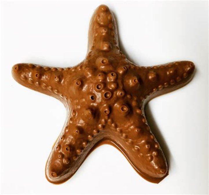 Exploring the Mystique of the Chocolate Starfish