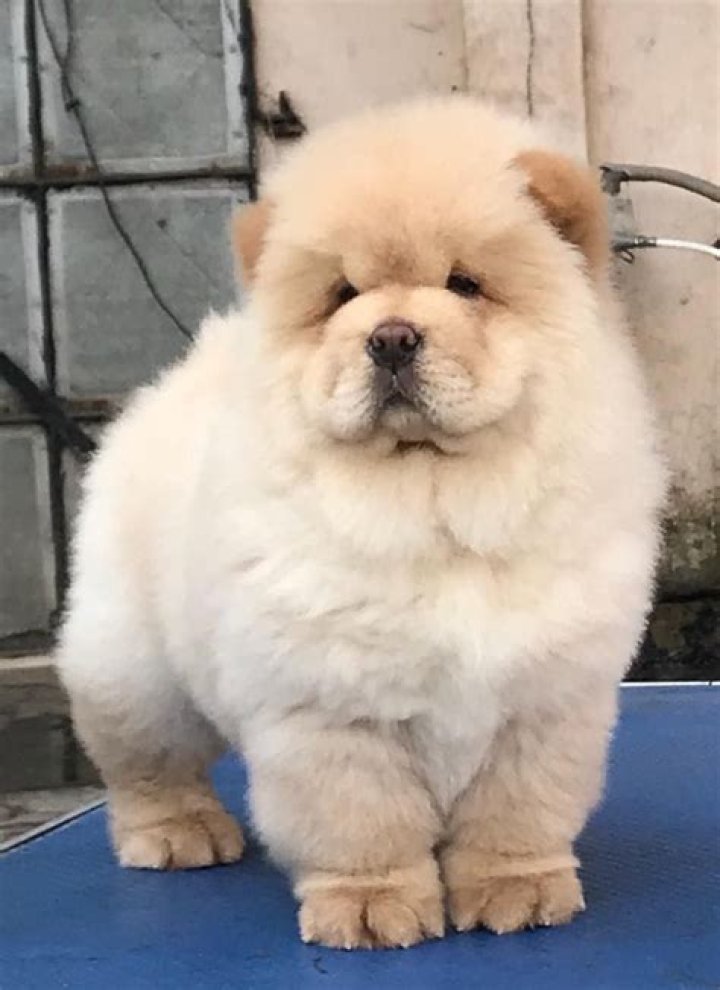 Exploring Chow Fat: A Culinary Delight from Asia