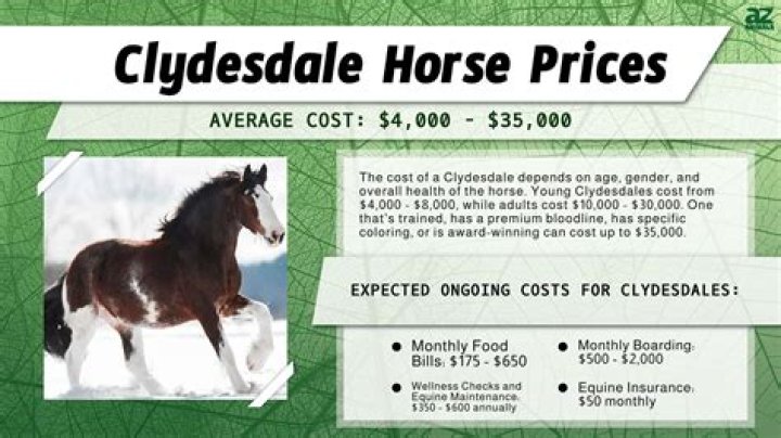 Clydesdale Price: A Comprehensive Guide to Owning This Majestic Breed