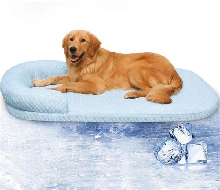 Cooling Dog Bed: The Ultimate Solution for Your Pet's Comfort