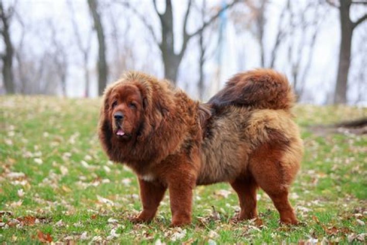 Discovering the Costliest Breed of Dog: A Comprehensive Guide