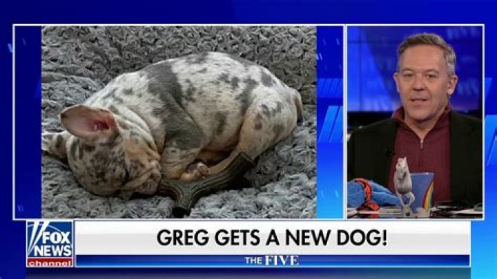Did Greg Gutfeld Adopt a Baby? Exploring the Rumors and Facts