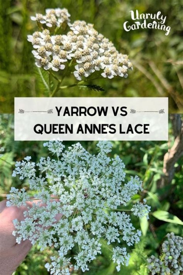 Difference Between Yarrow and Queen Anne's Lace: A Comprehensive Guide