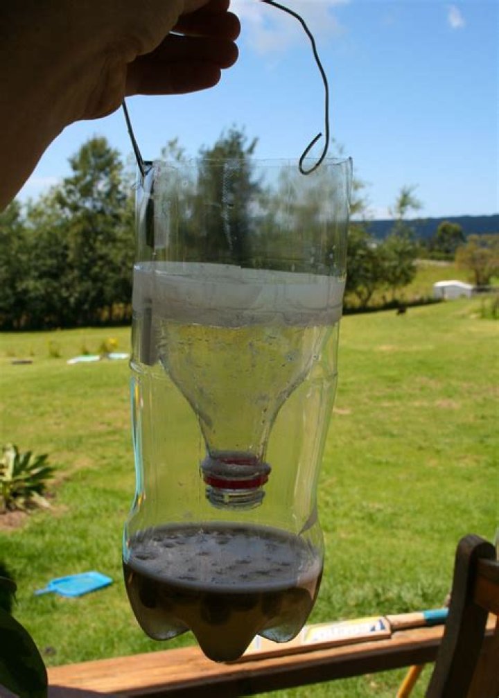 Crafting Your Own DIY Fly Trap: An Eco-Friendly Solution