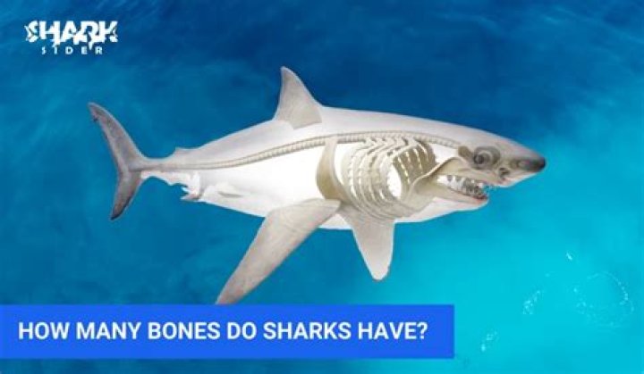 Do Sharks Have Bones? Exploring the Unique Anatomy of Sharks