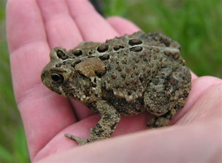 Do Toads Give You Warts? A Comprehensive Exploration