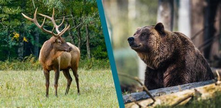 Does a Bear Eat a Deer? Unraveling the Predator-Prey Relationship