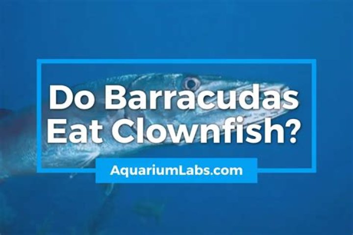 Do Barracudas Eat Clownfish? Exploring the Predator-Prey Relationship