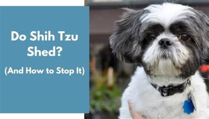 Does Shih Tzu Shed? A Comprehensive Guide to Shih Tzu Coat Care