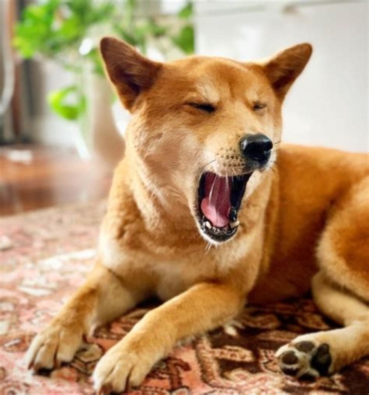 Dogkin Tag Pictures: Your Ultimate Guide to Capturing Adorable Moments