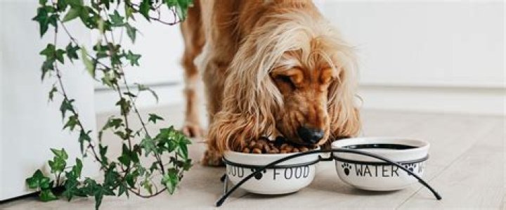 Can Dogs Eat Almonds? A Comprehensive Guide to Dogs and Almonds