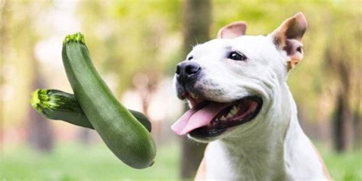 Why Dogs and Zucchini Make a Healthy Duo: The Ultimate Guide