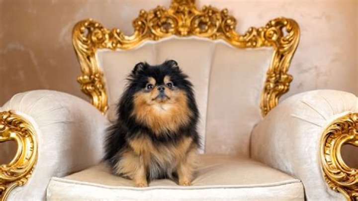 10 Most Expensive Dogs: A Comprehensive Guide to Luxury Breeds