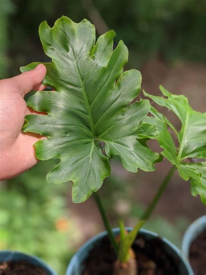 Exploring Flora Loca: A Comprehensive Guide to This Unique Plant Phenomenon