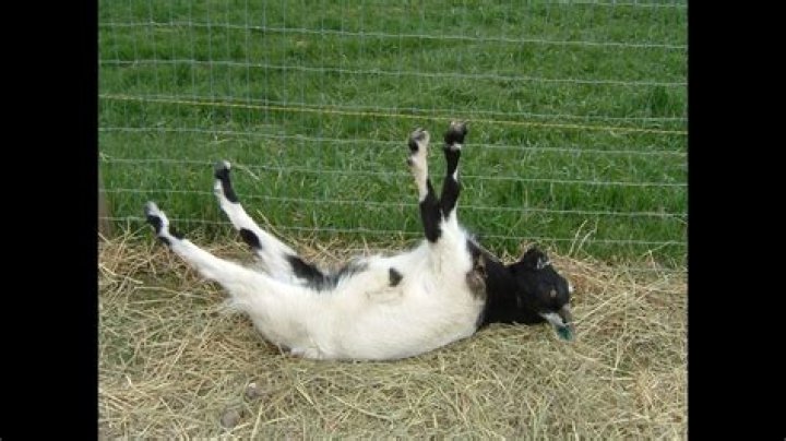Fainting Goats: The Bizarre Charm of Myotonic Goats