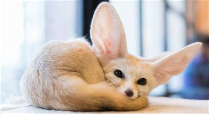 Fennec Pet: The Ultimate Guide to Caring for Your Adorable Fennec Fox